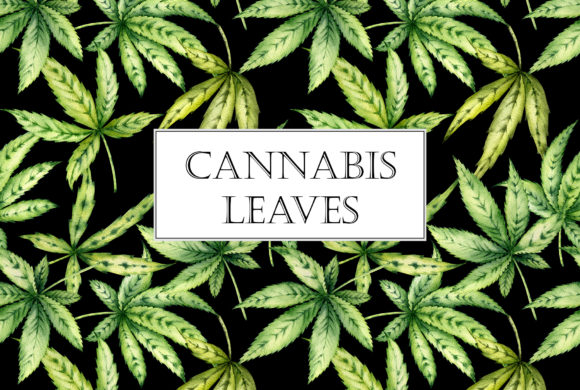 Cannabis Leaves Illustrations for Creative Sellers