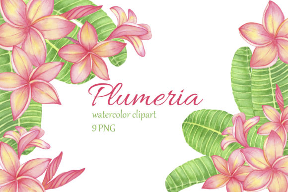 Tropical Flower Plumeria Frangipani: A Designer’s Real-World Review