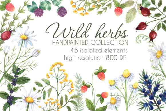 Wild Herbs Illustrations: A Crafter’s Honest Review for Real-World Use